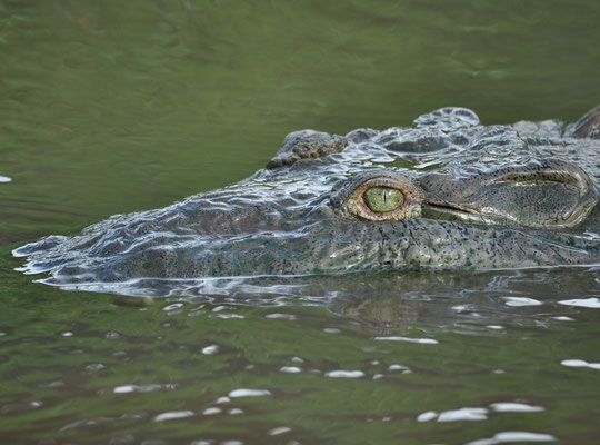 Crocodile américain (Rivière Tarcoles, Costa Rica)  Juillet 2014