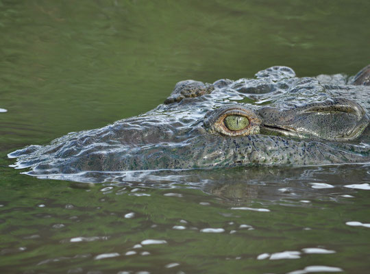 Crocodile américain (Rivière Tarcoles, Costa Rica)  Juillet 2014