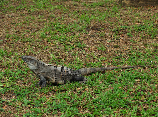 Iguane noir (Carara, Costa Rica)  Juillet 2014