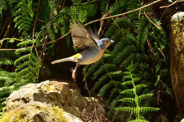 Pinson de Madère (Caldeirao verde, Madère)