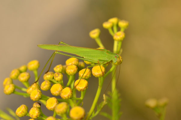 Phanéroptère commun (Alsace, France)