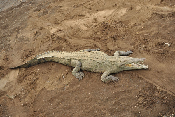 Crocodile américain (Tarcoles, Costa Rica)  Juillet 2014