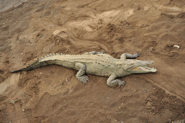 Crocodile américain (Tarcoles, Costa Rica)