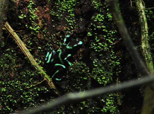 Dendrobate (Parc national de Carara, Costa Rica)  Juillet 2014