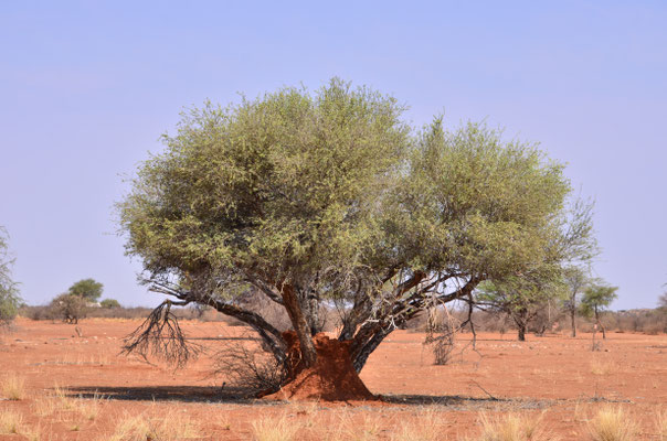 Désert du Kalahari