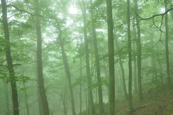 Forêt dans la brume