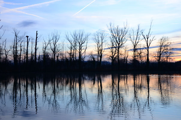 Arbres au petit matin