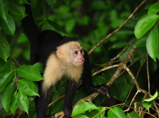 Capucin moine (Parc national Manuel Antonio, Costa Rica)  Juillet 2014