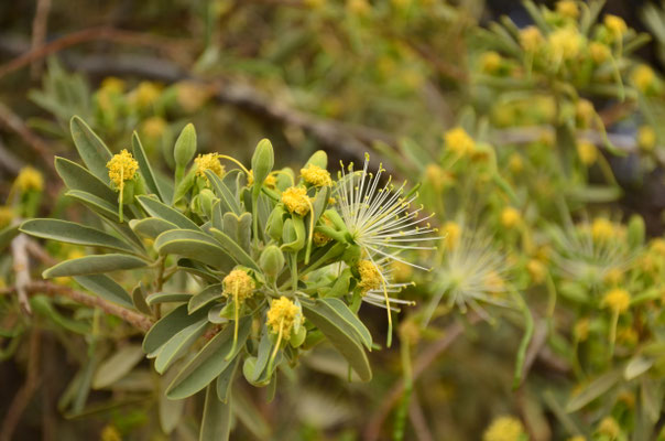 Combretum (Keetsmanhoop, Namibie)