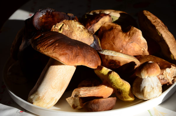 Cèpes