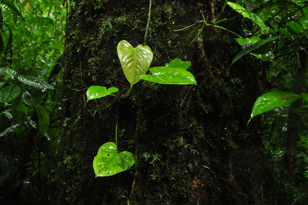 Forêt de Monteverde