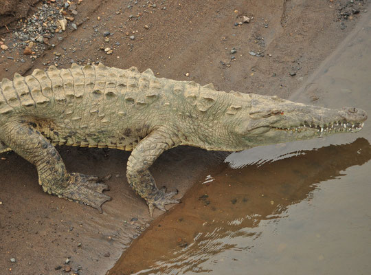 Crocodile américain (Pont de Tarcoles, Costa Rica)  Juillet 2014