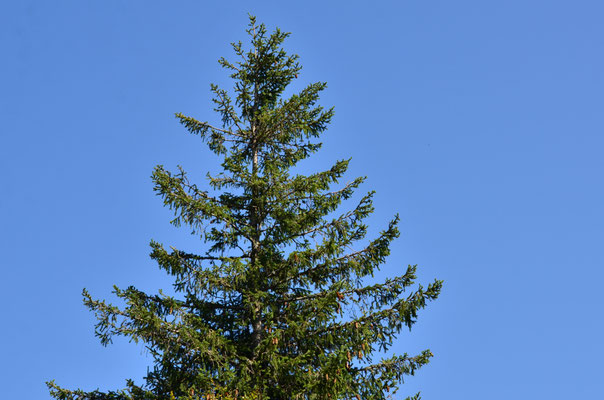 Sapin (Grand Ballon, Alsace)