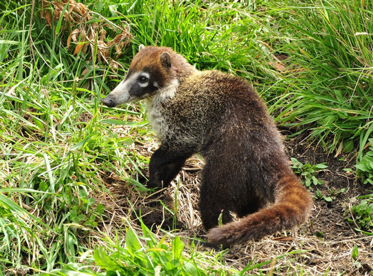 Coati à nez blanc (Volcan Irazu, Costa Rica)  Juillet 2014