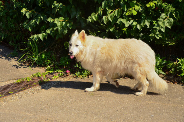 Berger blanc suisse