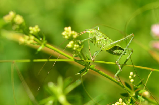 Grande sauterelle verte (Alsace, France)
