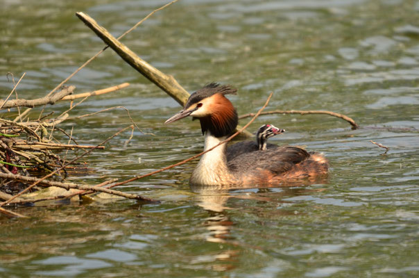 Grèbe huppé transportant un poussin (Alsace, France)