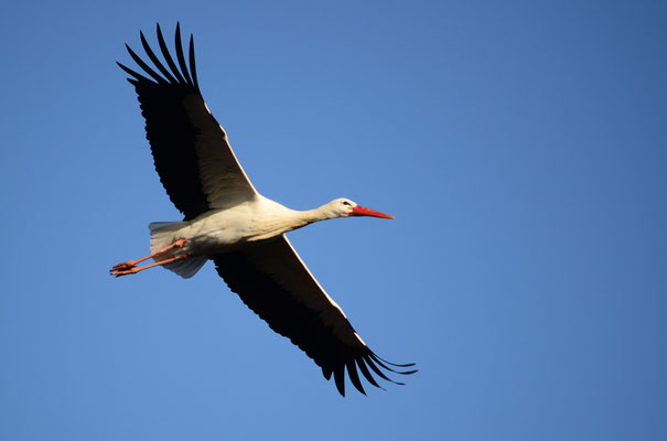 Cigogne blanche (Berge de l'Ill, Haut-Rhin)  Décembre 2015