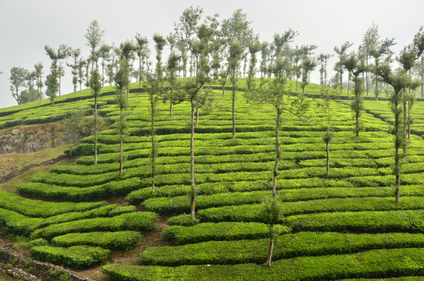 Plantation de thé (Inde)