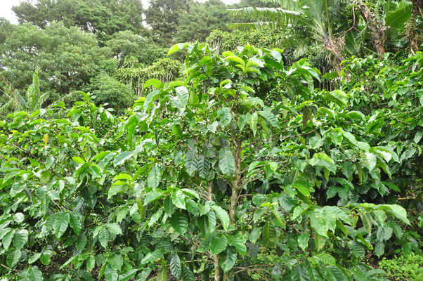 Plantation de caféiers à Monteverde