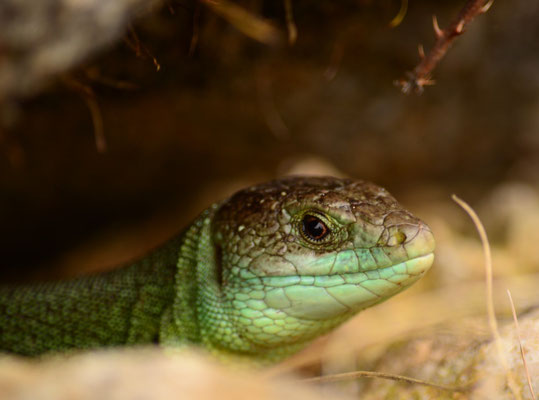 Lézard vert (Coteau du Bollenberg, Haut-Rhin)  Mars 2015