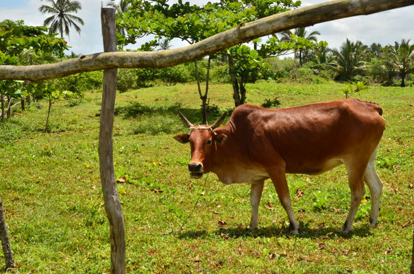Zébu (Tapakala, Madagascar)