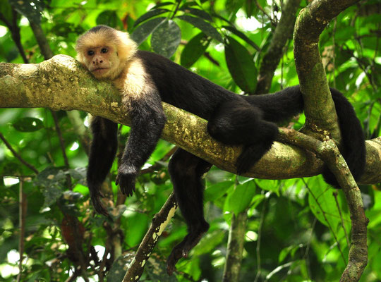 Capucin moine (Parc national Manuel Antonio, Costa Rica)  Juillet 2014