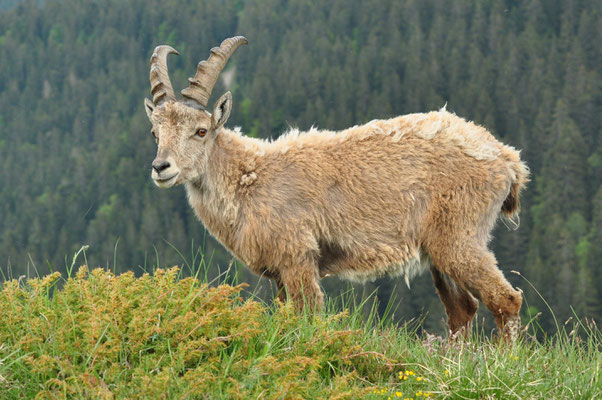 Bouquetin (Col de la Colombière, Haute-Savoie)  Juin 2014