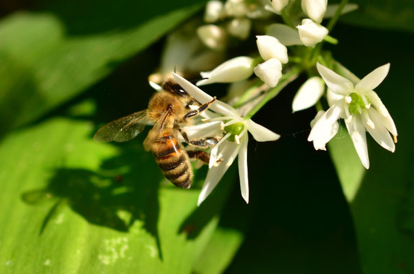 Abeille