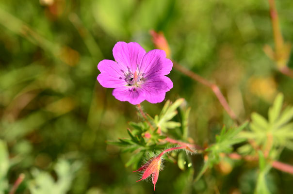 Géranium sanguin (Bollenberg, Alsace)
