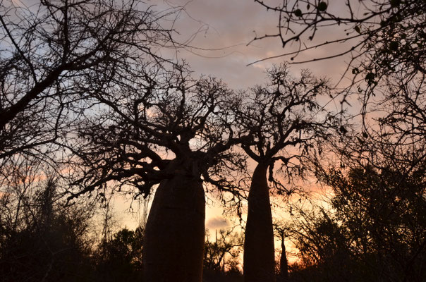Baobabs au crépuscules