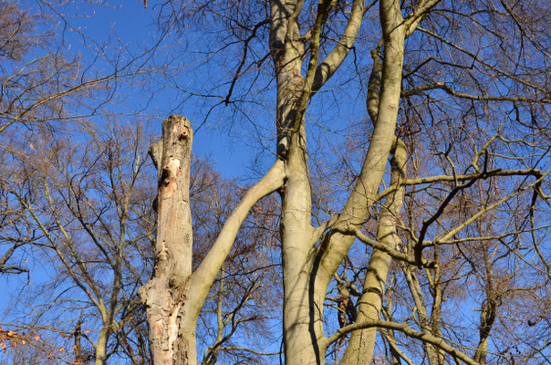 Arbres unis pour la vie