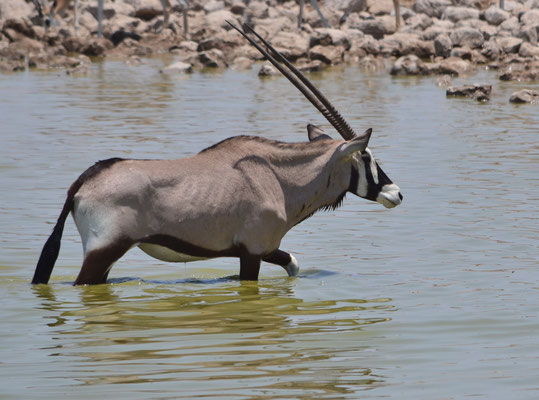 Oryx (Parc national d'Etosha, Namibie)  Octobre 2016