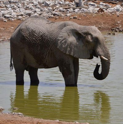 Eléphant (Namibie)