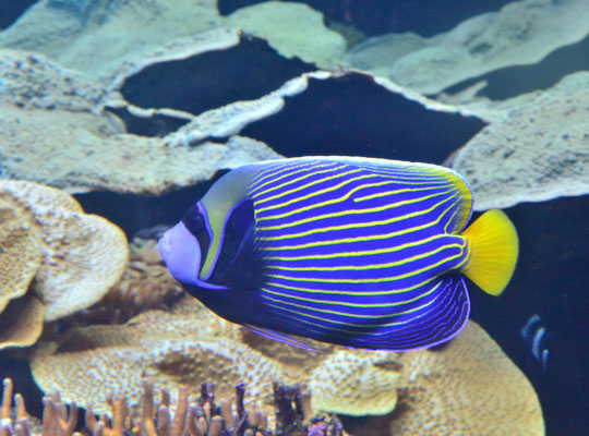 Poisson-ange empereur