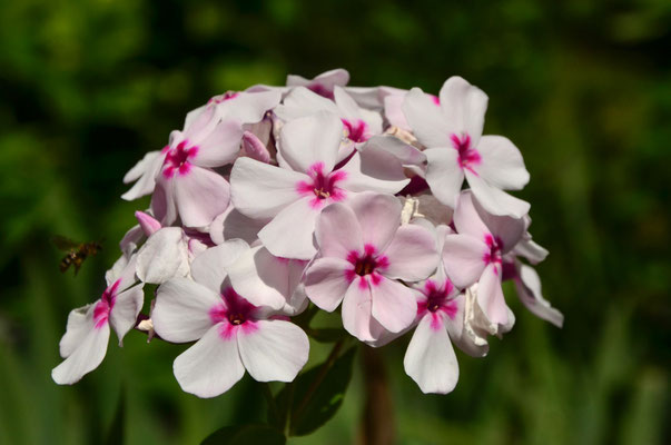 Phlox