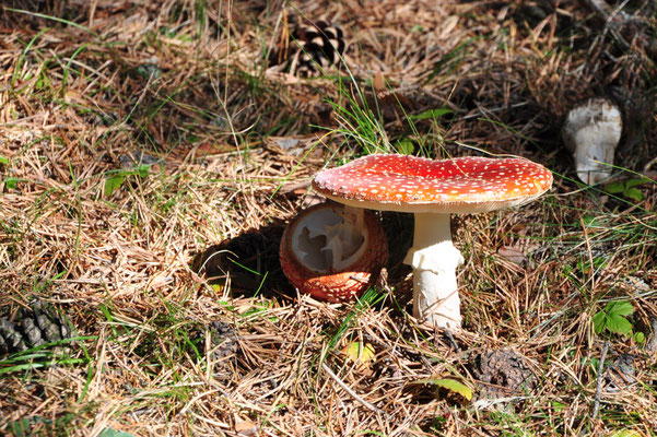 Amanite tue-mouche (Pyrénées espagnoles, octobre 2012)