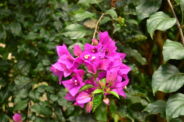 Bougainvillées