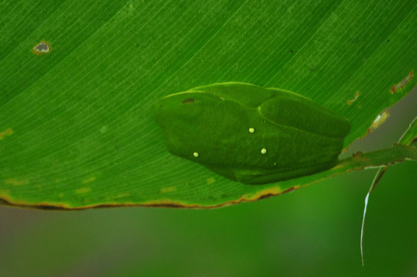 Rainette camouflée sous une feuille (Carara, Costa Rica)  Juillet 2014