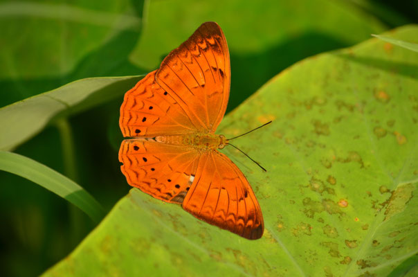 Yeoman tamoul (Allepey, Kerala, Inde)