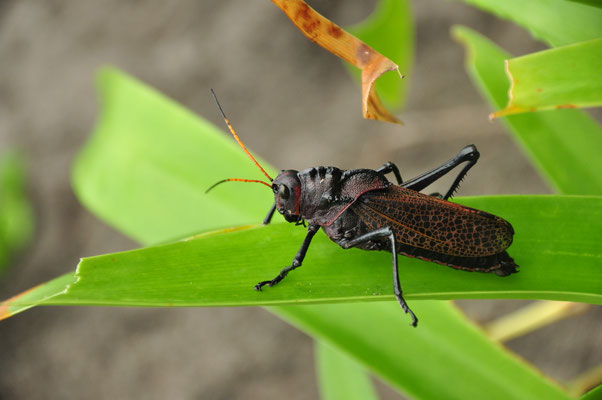 Saubette pourpre (Tortuguero, Costa Rica)
