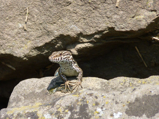 Lézard des murailles (Mulhouse, Haut-Rhin)  Juillet 2010