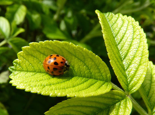 Coccinelle asiatique (Mulhouse, Haut-Rhin)  Mai 2010