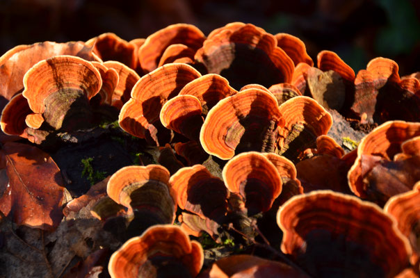 Champignons