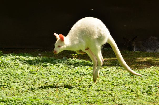 Wallaby albinos
