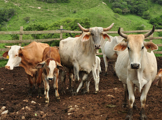 Vaches du Costa Rica (Route de Puntarenas, Costa Rica)  Juillet 2014