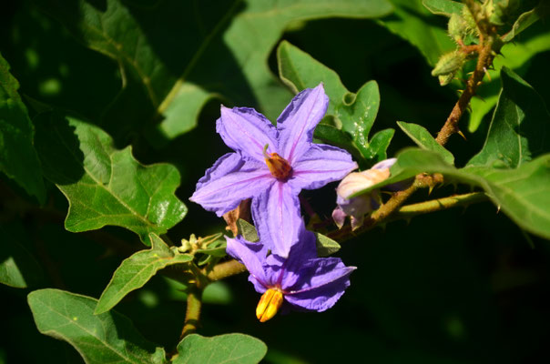 Morelle africaine (Antsampanana, Madagascar)