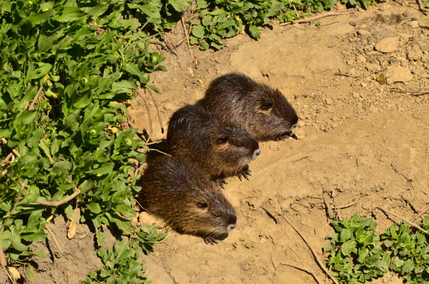 Trois petits près de leur terrier