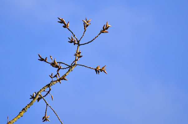 Bourgeons