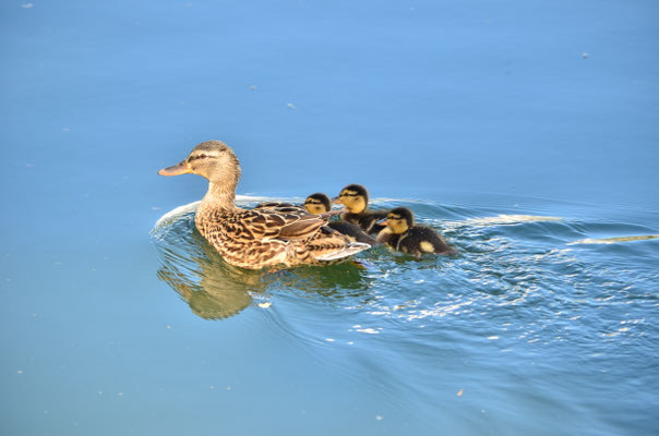 Cane colvert et ses canetons (Alsace, France)